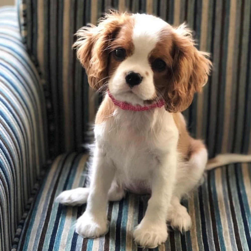Meet your Posher, Alexis